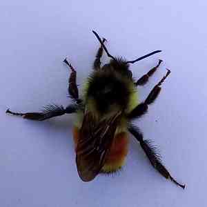 bumble-bee-bee Rusty-patched bumble bee ID - YouTube