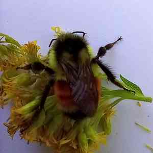 Bumble Bee Sightings - Bumble Bee Watch