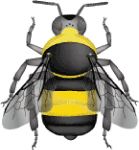 Black and gold bumble bee (Bombus auricomus) illustration