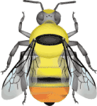 High country bumble bee (Bombus kirbiellus) illustration