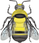 High country bumble bee (Bombus kirbiellus) illustration 2