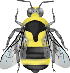 Two-form bumble bee (Bombus bifarius (incl. vancouverensis)) illustration