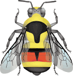 Two-form bumble bee (Bombus bifarius (incl. vancouverensis)) illustration 2