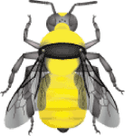 Northern amber bumble bee (Bombus borealis) illustration