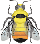 Central bumble bee (Bombus centralis) illustration