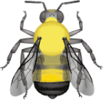 Lemon cuckoo bumble bee (Bombus citrinus) illustration
