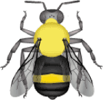 Lemon cuckoo bumble bee (Bombus citrinus) illustration 2