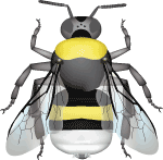 Cryptic bumble bee (Bombus cryptarum) illustration
