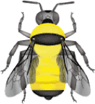 Yellow bumble bee (Bombus fervidus (incl. californicus)) illustration