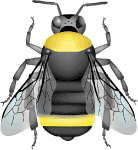 Yellow bumble bee (Bombus fervidus (incl. californicus)) illustration 2