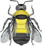 Southern plains bumble bee (Bombus fraternus) illustration