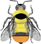 Frigid Bumble Bee (Bombus frigidus) illustration