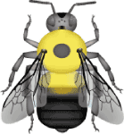 Brown-belted bumble bee (Bombus griseocollis) illustration