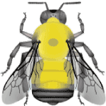 Morrison bumble bee (Bombus morrisoni) illustration