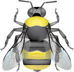 Western bumble bee (Bombus occidentalis) illustration 2