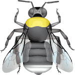Western bumble bee (Bombus occidentalis) illustration 3