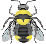 Suckley cuckoo bumble bee (Bombus suckleyi) illustration