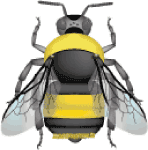 Yellow-banded bumble bee (Bombus terricola) illustration