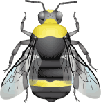 van Dyke bumble bee (Bombus vandykei) illustration
