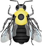Variable cuckoo bumble bee (Bombus variabilis) illustration
