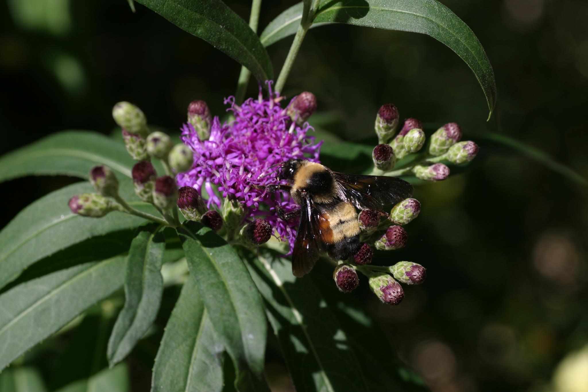 Black and gold bumble bee (Bombus auricomus) photo