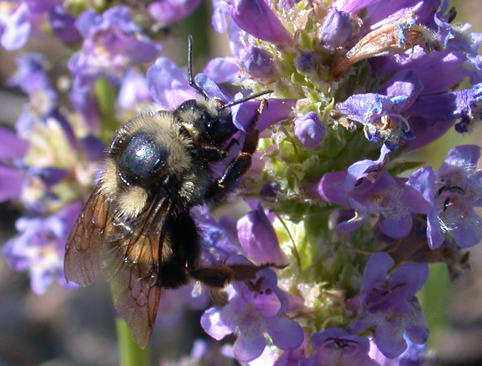 Two-form bumble bee (Bombus bifarius (incl. vancouverensis)) photo
