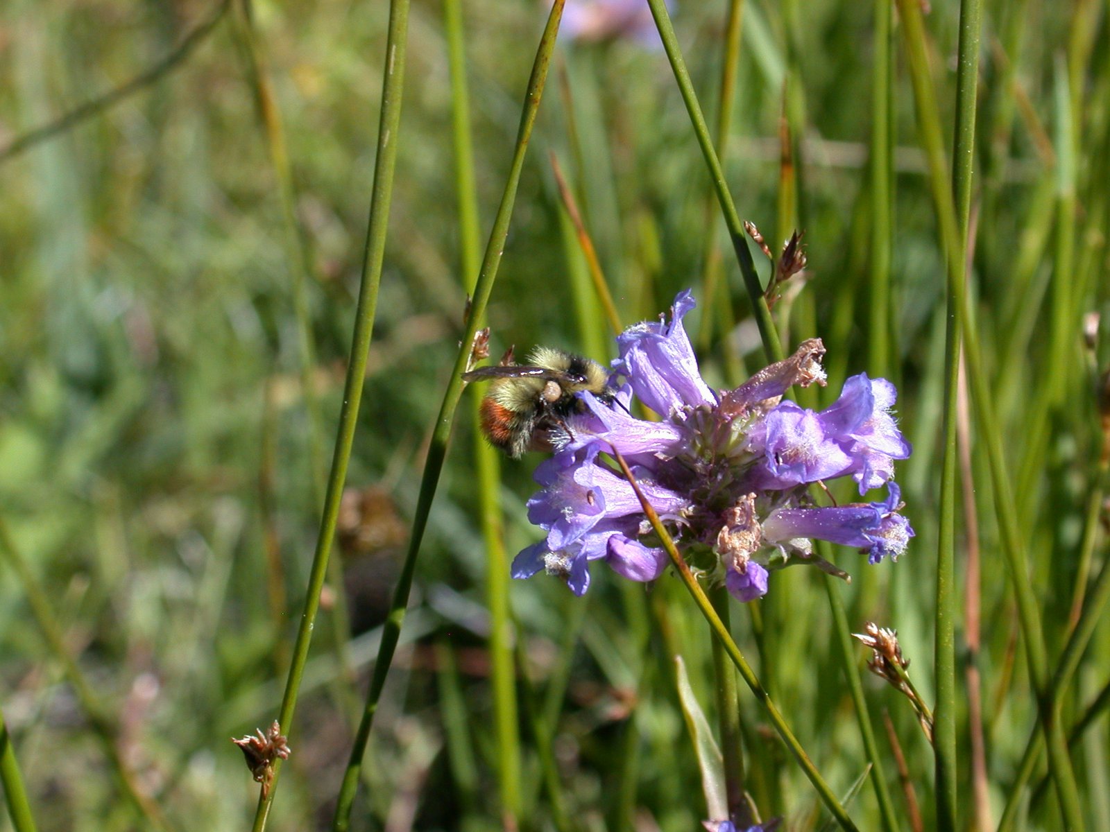 Central bumble bee (Bombus centralis) photo