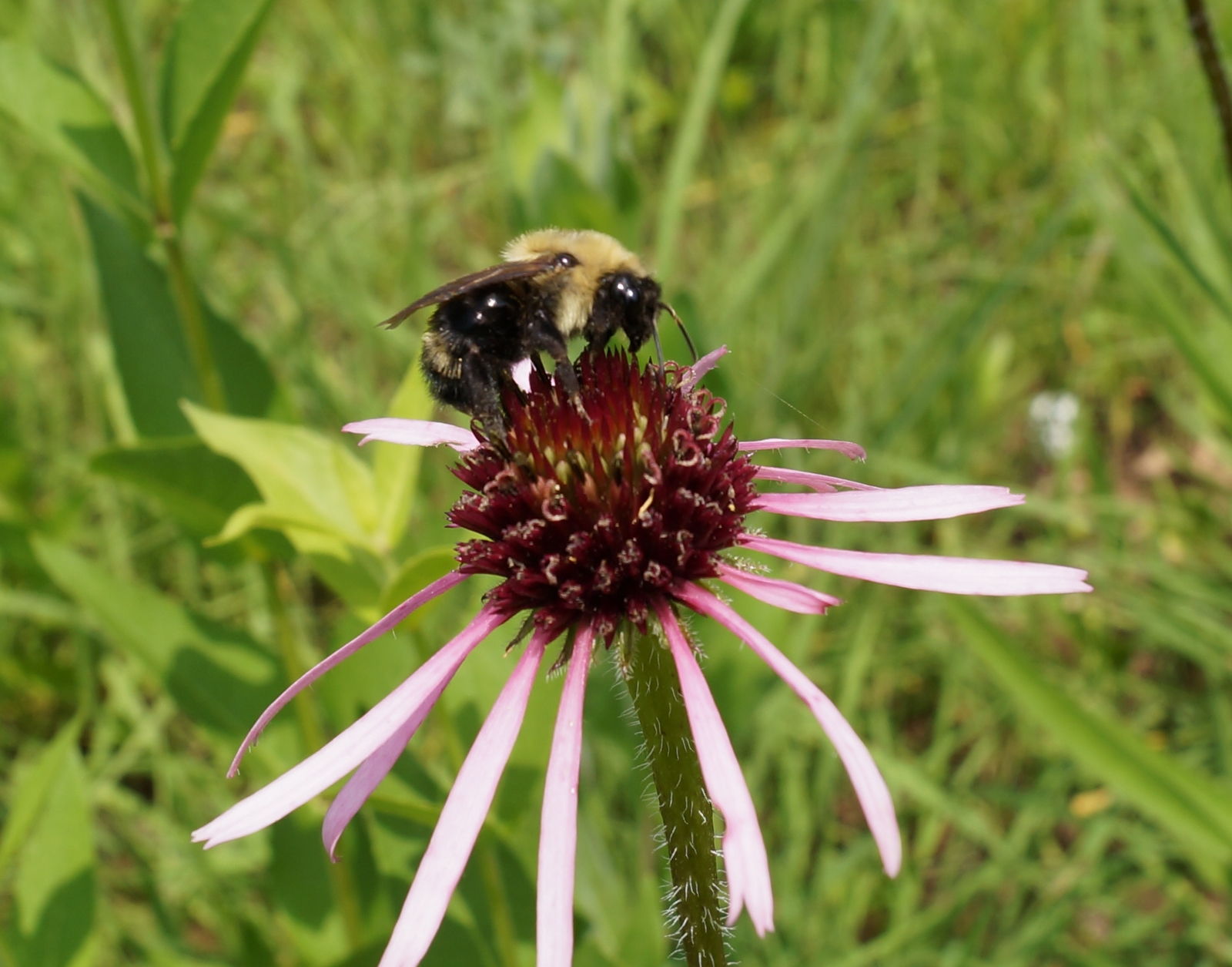 Lemon cuckoo bumble bee (Bombus citrinus) photo