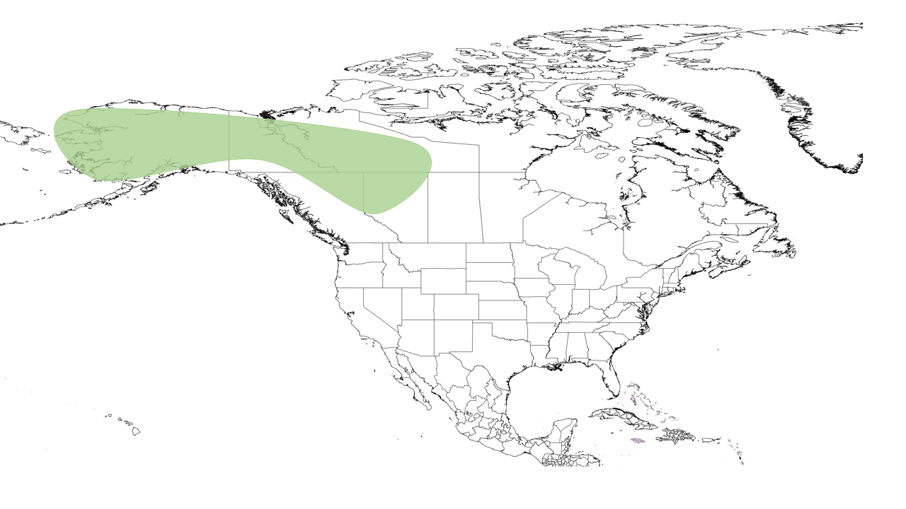 Cryptic bumble bee (Bombus cryptarum) range map