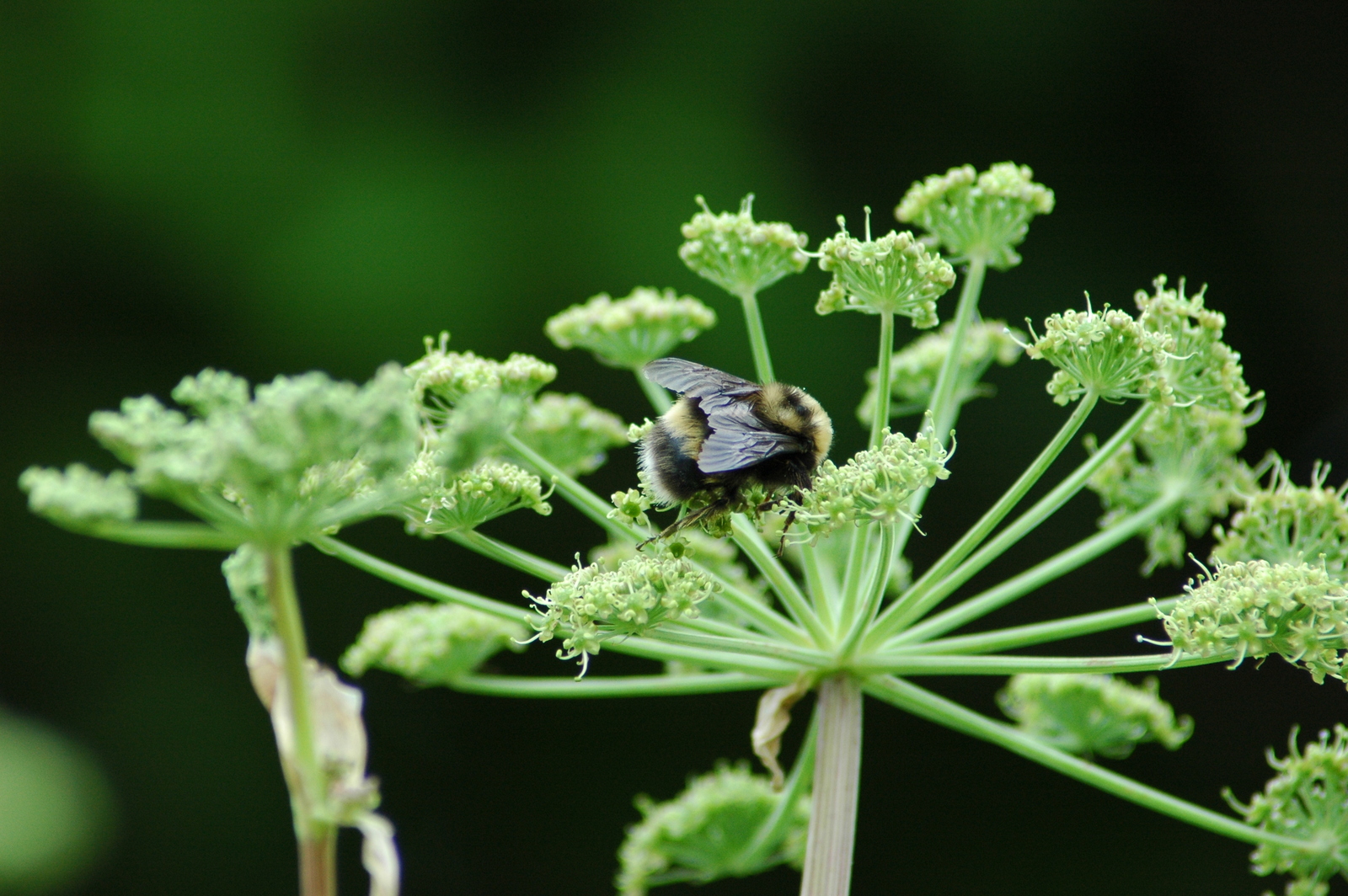 Cryptic bumble bee (Bombus cryptarum) photo
