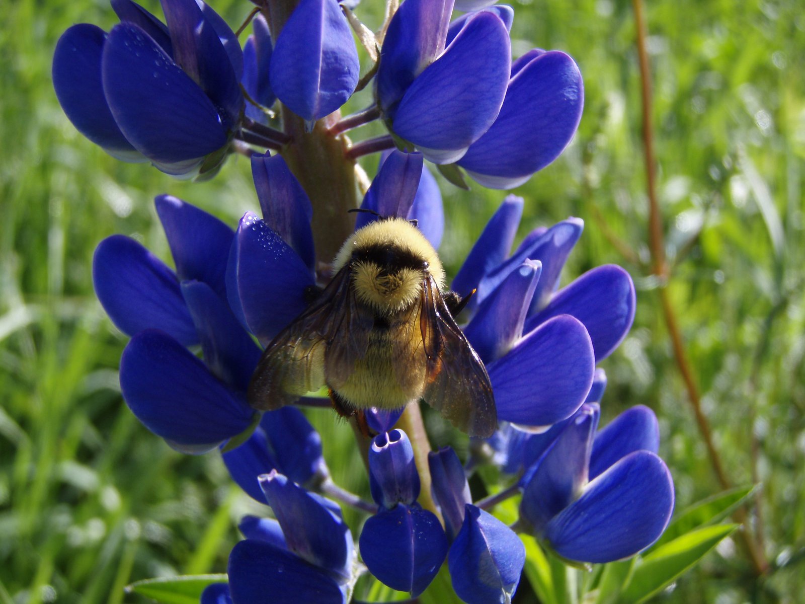 Yellow bumble bee (Bombus fervidus (incl. californicus)) photo