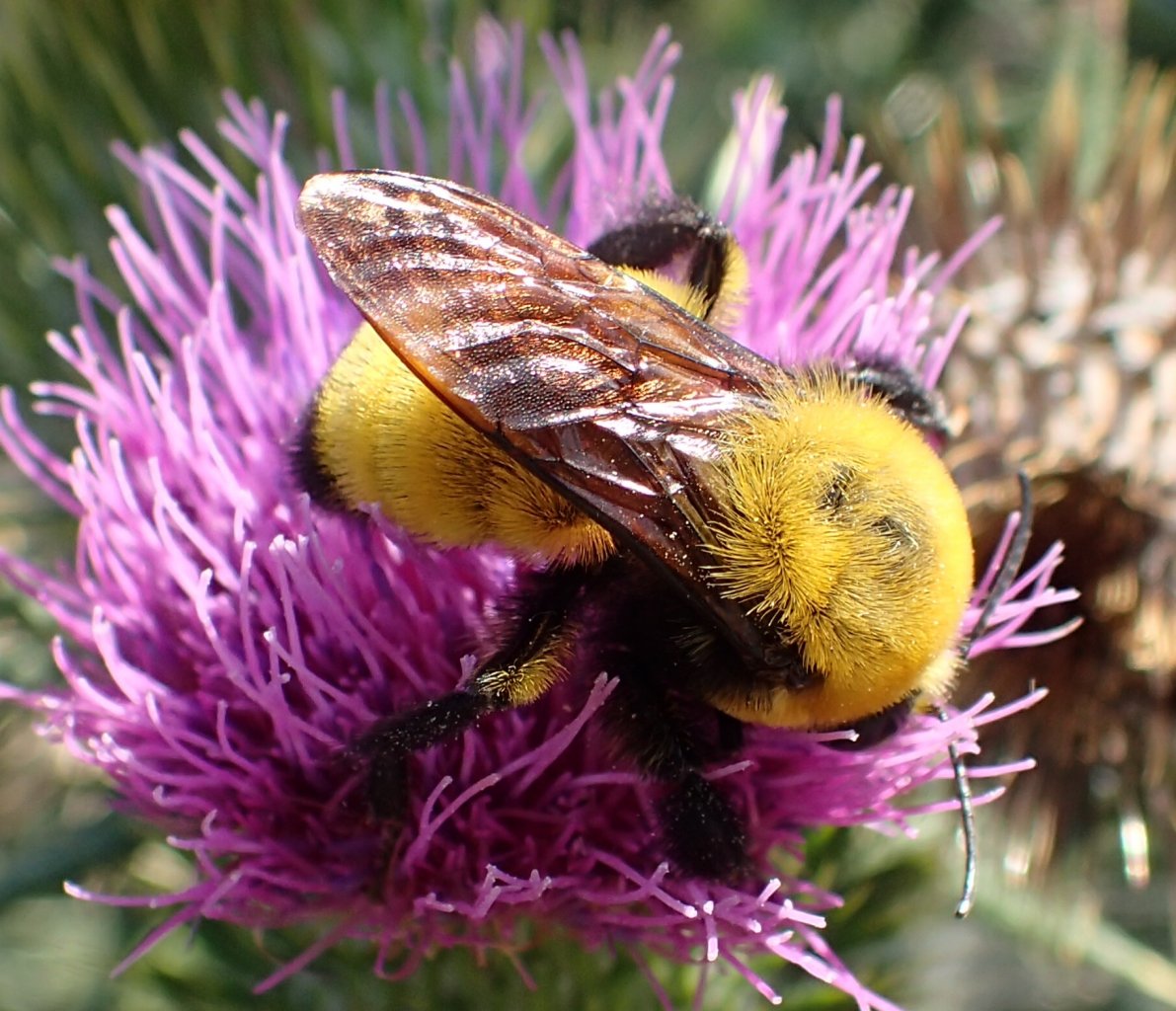 Morrison bumble bee (Bombus morrisoni) photo