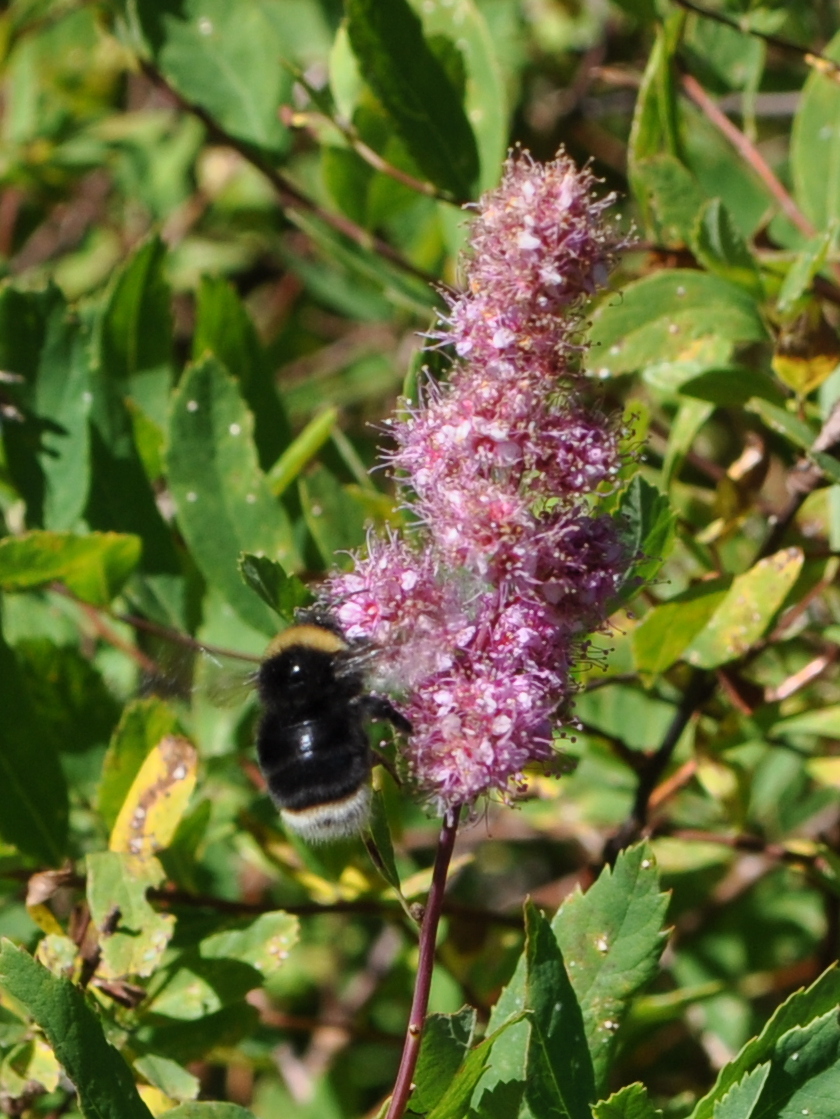 Western bumble bee (Bombus occidentalis) photo