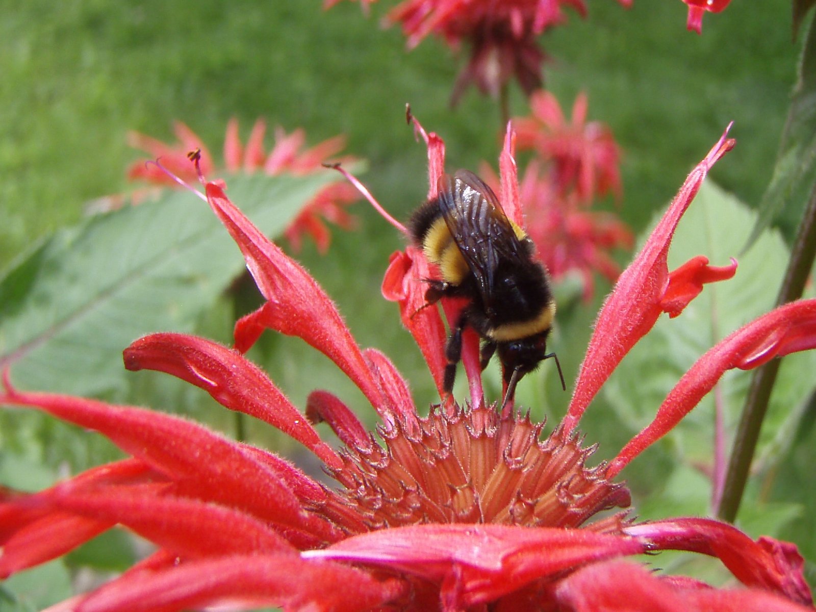 Yellow-banded bumble bee (Bombus terricola) photo