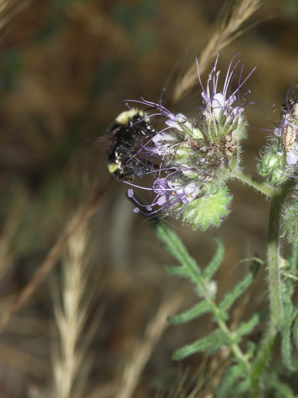 van Dyke bumble bee (Bombus vandykei) photo