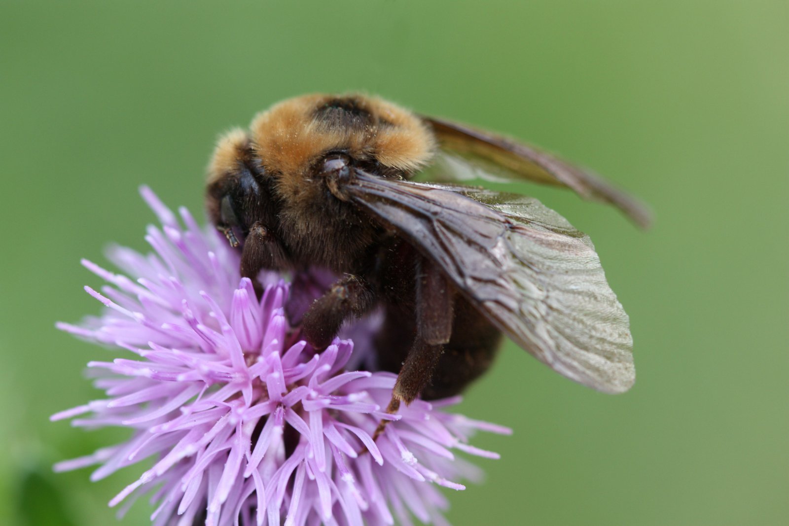 Variable cuckoo bumble bee (Bombus variabilis) photo
