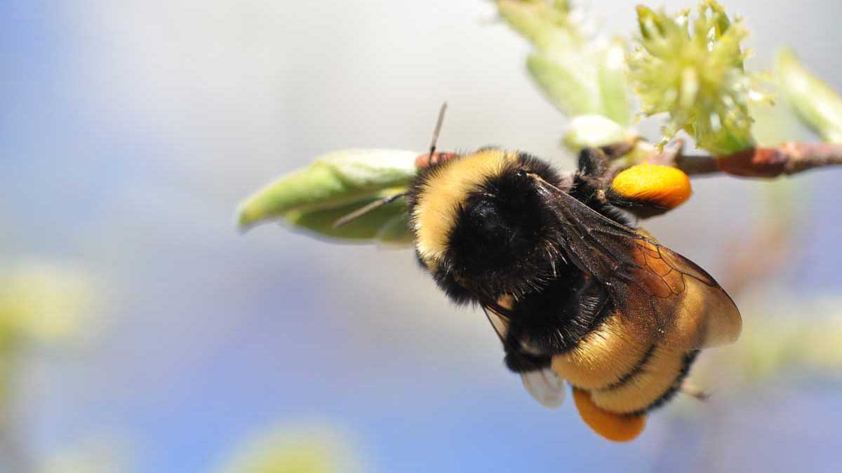 https://www.bumblebeewatch.org/static/bbw/BBWSlider4.jpg